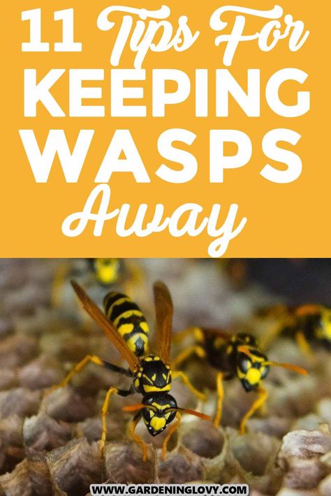 Ground wasps are invasive and small insects that are intimidating because of their sting. Does your house have a lot of ground wasps? While it can be intimidating, here are 11 tips for keeping wasps away from your yard using natural ways. Natural Wasp Repellent, Fake Wasp Nest, Bee Repellent, Getting Rid Of Bees, Ground Bees, Wasp Repellent, Get Rid Of Wasps, Wasp Traps, Sweet Woodruff