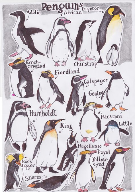 compare types of penguins - average height, where they're found, if they like warm/cold weather Types Of Penguins, Penguin Illustration, Penguins And Polar Bears, Penguin Art, Penguin Love, Arctic Animals, December Daily, Wrinkle Cream, Cute Penguins