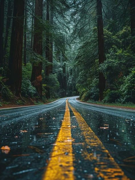 Birds & Nature | Discover the incredible beauty of the Avenue of the Giants in California, USA 🇺🇸 | Facebook Valley Of The Giants Oregon, Redding California, Avenue Of The Giants Northern California, Mcway Falls, Magnificent Riflebird, Nfl New York Giants, Green Country, California History, Forest Pictures