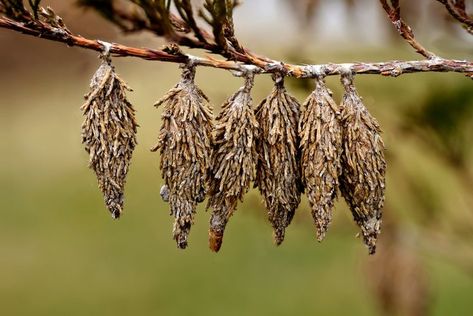 If you have ever dealt with a Bagworm infestation, you know that they are no joke! Bagworms while mostly prevalent in the Eastern United States are highly destructive and can cause permanent damage to shrubs and trees. #bagworms #howtopest #diypestcontrol Bagworm Moth, Bag Worms, Moth Cocoon, Amazing Insects, Diy Pest Control, Evergreen Shrubs, How Do I Get, School Days, Moth