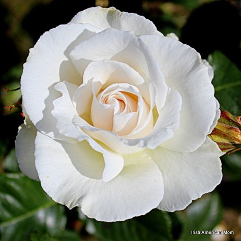 White Rose In Bloom White Climbing Roses, Single Roses, Raindrops On Roses, Wild Irish Rose, Irish Garden, White Flower Arrangements, Irish Rose, Climbing Rose, Irish Landscape