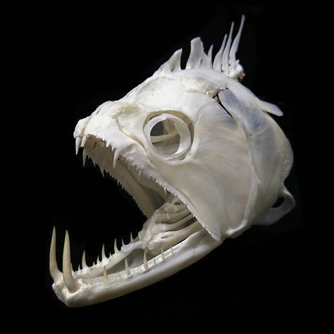 finished another payara fish skull  #skull #skeleton #bone #fish #animal #Nature #Naturehistory #biology #anatomy #dissect #osteology… Fish Skull, Biology Anatomy, Fossil Art, Bone Fish, Skull Reference, Northern Pike, Fish Animal, Animal Skeletons, Vulture Culture