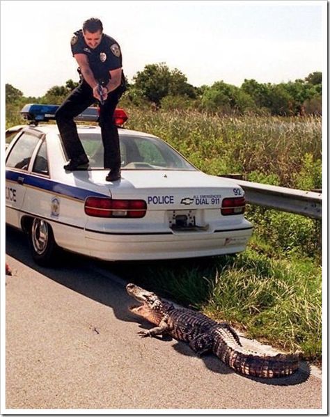 The alligator must have made a believer out of this Florida cop. Perfectly Timed Photos, Everything Funny, Jackie Chan, Police Car, Have A Laugh, My Chemical, Bones Funny, Police Officer, Funny Photos