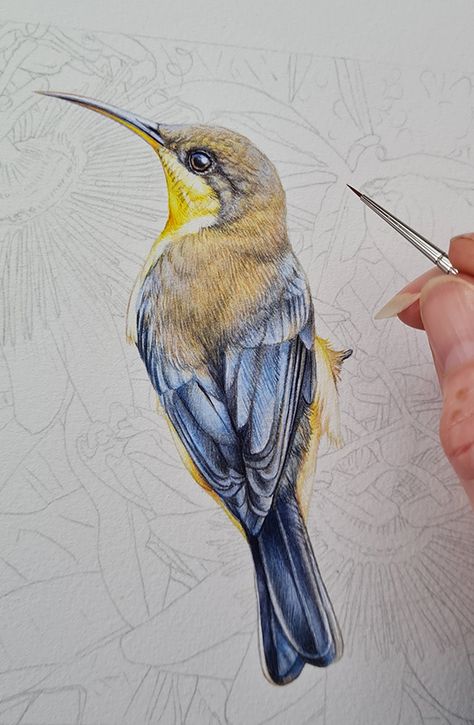 Eastern Spinebill and Passionfruit Illustration - Heidi Willis Passionfruit Illustration, Oasis Tattoo, Eastern Spinebill, Heidi Willis, Nature Illustration Art, Fur Painting, Heron Illustration, Bird Pencil Drawing, Birds Artwork