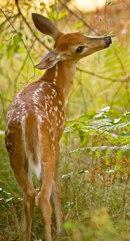 Deer Photos, Deer Illustration, Whitetail Deer, Baby Deer, Cute Animal Pictures, Woodland Creatures, Animal Planet, Forest Animals, Cute Little Animals