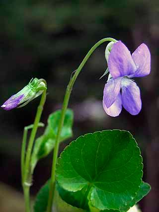 Dog Violet, Wildwood Flower, Woodland Flowers, Violet Plant, British Garden, Sweet Violets, Flowers Beautiful, Violet Flower, Nature Garden