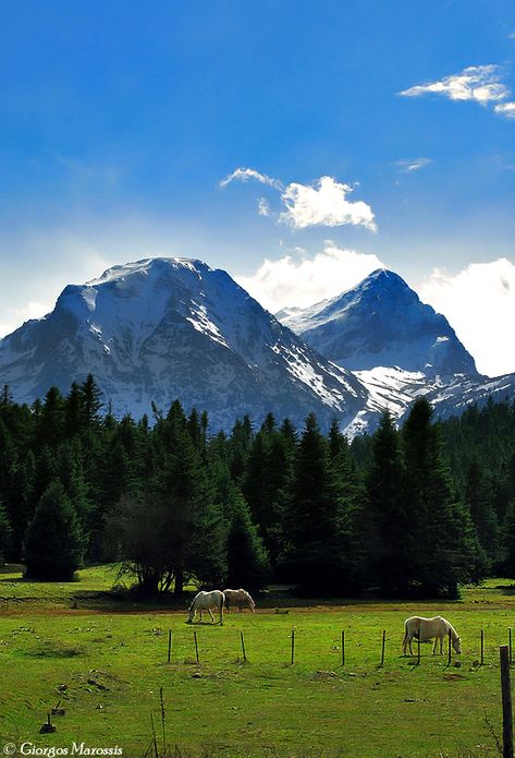 Giona mountain, Fokida Prefecture, central Greece Greece Mountains, Greek Flowers, Forest Mountain, Tree Forest, Flowering Trees, Mount Rainier, Homework, Greece, Trees