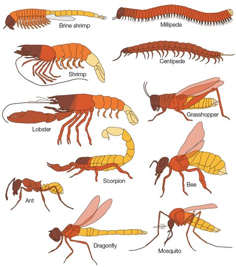 Science Learning, Arthropods, Insect Art, Scientific Illustration, Animal Facts, Mythical Creatures Art, Prehistoric Animals, Bugs And Insects, Creature Concept Art