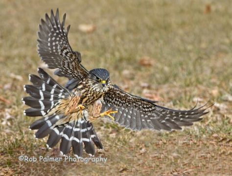 Black merlin Merlin Bird, Phoenix Marvel, Drawing Birds, Reference Pictures, Bird Drawings, Little Animals, Birds Of Prey, Cute Little Animals, Hawks