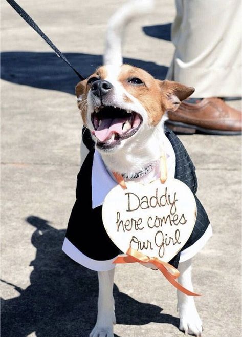 Dog Ring Bearer, Ring Bearer Dog, Dog Ring, Ring Pillow Wedding, Wedding Pets, Ring Bearer Pillow, Future Wedding Plans, Cute Wedding Ideas, Dog Wedding