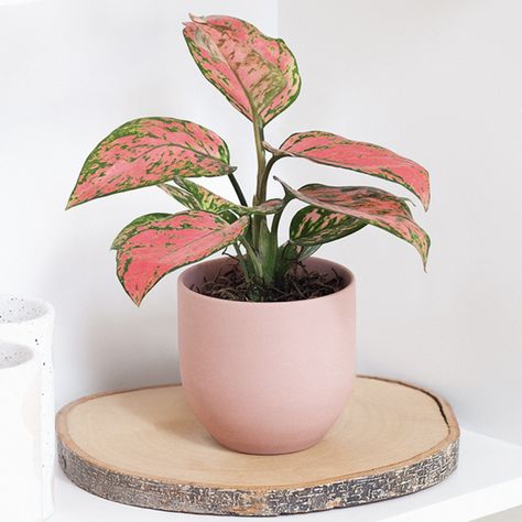 Add a pop of color to your space with our Aglaonema Pink Plant! 🌸🌿  This vibrant plant is not only stunning but also easy to care for, making it a perfect addition to any home or office.   Brighten up your surroundings with this pink beauty and let its cheerful presence bring a smile to your face every day!  #AglaonemaPink #EasyCarePlants #LulasGarden Aglaonema Pink, Plants Are Friends, Chinese Evergreen, Pink Plant, Easy Care Plants, A Smile, House Plants, Color Pop, Every Day