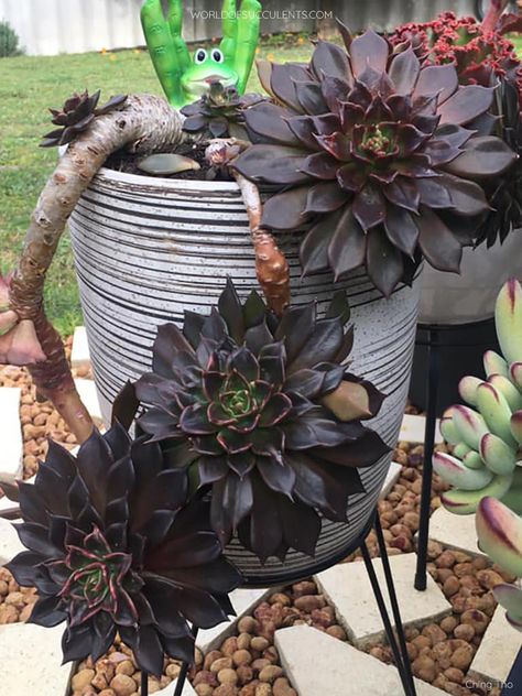 Echeveria 'Black Prince' (Photo by Ching Tho. Used with permission. All rights reserved.) #echeveria #succulent #succulents #cactiandsucculents #succupedia #worldofsucculents Black Succulents, Garden Landscaping Diy, Echeveria Succulent, Goth Garden, Cactus Care, Gothic Garden, Colorful Succulents, Inside Plants, Black Garden