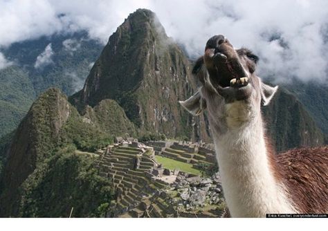 I will climb to Machu Picchu and I will get a photo like this. End of story. Machu Picchu, Llama, Animals