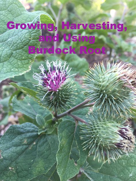 Burdock---A Learning Experience (Epic Fail, Anyone?) How to Grow & Use Burdock Root Heidi Villegas  Want delicious Burdock Roots? Learn from my recent mistake! Burdock Plant, Herbs For Sleep, Medicinal Weeds, Wild Foraging, Burdock Root, Edible Wild Plants, Healing Plants, Herbal Apothecary, Wild Edibles