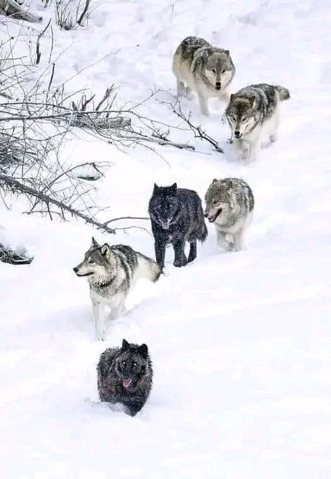 Wolf Mates, Wolves Art, Wolf Drawings, Wolf Poses, Wolf Clothing, Wolf Family, Snow Wolf, Wolf Images, Wolf Photography