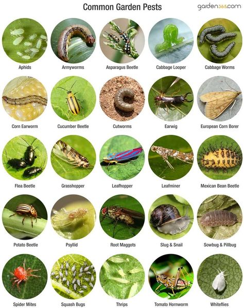 Garden Pests Identification, Tomato Hornworm, Organic Fertilizers, Flea Beetles, Cabbage Worms, Organic Gardening Pest Control, Tattoo Plant, Cucumber Beetles, Garden Insects