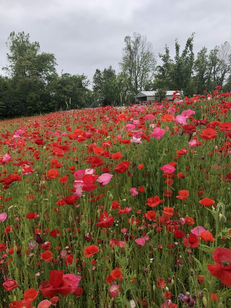 The best Perennial Wildflowers to Grow Shade Wildflowers Perennials, When To Plant Wildflower Seeds, How To Plant Wildflower Seeds, Wild Flower Garden Landscaping, Planting Wildflowers, Gardening Notes, Gloriosa Daisy, Shasta Daisies, Grow Wildflowers