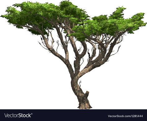 Acacia Tree, Tree Illustration, Tree Drawing, Single Image, Transparent Png, Png Images, Adobe Illustrator, Vector Images, Vector Free