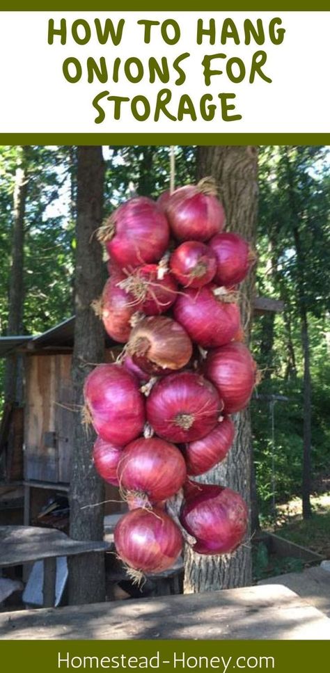 Ready to hang and store your onion crop? This video tutorial will show you how to hang onions for storage in the easiest and quickest way! #foodpreservation #foodstorage #onions Garden Onions Storage, How To Dry Onions From The Garden, Hanging Onions In Kitchen, Hanging Onions To Dry, Drying Onions From Garden, How To Hang Onions For Storage, How To Dry Onions, How To Dry Onions For Storage, How To Braid Onions For Storage