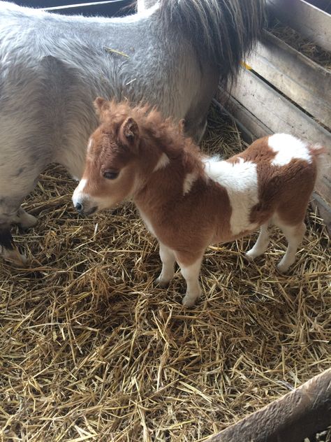 Regnul Animal, Miniature Horses, Cute Small Animals, Pony Horse, Baby Horses, Pretty Animals, Cute Horses, Silly Animals, Fluffy Animals