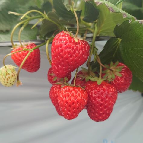 beautiful love strawberry forever.beautiful sweet delicious strawberry. Strawberry Pictures Aesthetic, Strawberry Reference Photo, Strawberries Reference, Fruity Drawings, Aesthetic Strawberry Pictures, Art Reference Photos Aesthetic Nature, Strawberry Fruit Aesthetic, Strawberry Reference, Strawberry Art Aesthetic