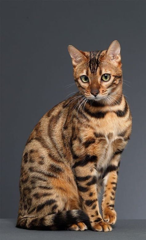 Bengal Cat Aesthetic, Toyger Cat, Bengal Kitten, Pretty Nature, Stunning Nature, Exotic Cats, Söt Katt, Oc Inspo, Gorgeous Cats