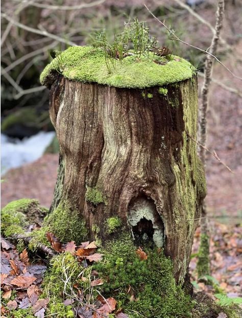 Mossy stump, Arthog Falls, Wales. Photo: Ash Davison. Mossy Stump, Mossy Log, Mushroom Village, Nature Reference, Inktober 2024, Miss Moss, Moss Garden, Garden Landscape, Reference Photos