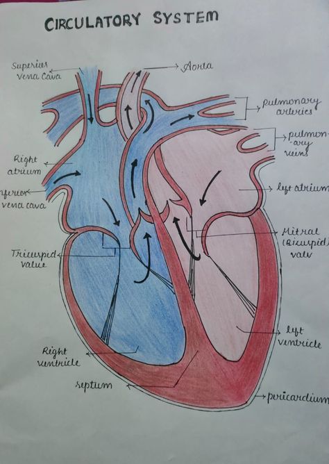 Circulatory system drawing for skool pjct #circulatory system Poster About Taking Care Of Respiratory And Circulatory System, Human Heart Diagram Class 10, Circulatory System Drawing Easy, Heart Diagram Drawing Easy, Cardiovascular System Drawing, Circulatory System Notes Aesthetic, Heart Diagram Class 10, Human Respiratory System Drawing, Heart Diagram Aesthetic