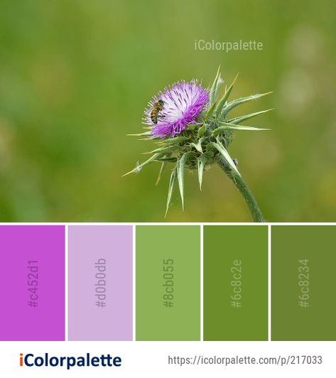 Color Palette Ideas from Silybum Thistle Flower Image Thistle Colour Palette, Thistle Color Palette, Scottish Colour Palette, Thistle Color, Thistle Art, Best Color Palettes, Party Palette, Bnb Ideas, Thistles Art