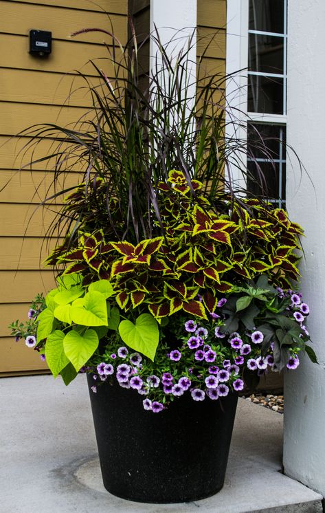 Mandevilla Vine, Ivy Flower, Front Porch Flowers, Summer Planter, Porch Plants, Patio Flowers, Porch Flowers, Container Garden Design, Potted Plants Outdoor