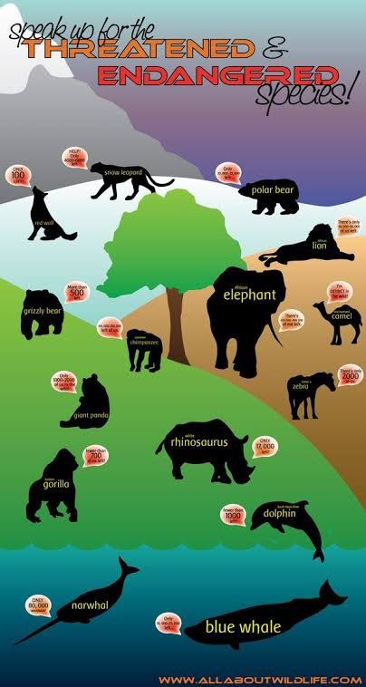 Endangered Animals Lessons, Endangered Animals Activities, Endangered Animals Project, Endangered Species Project, Silent Spring, Animals Activities, Extinct Species, Animal Conservation, Save Our Planet