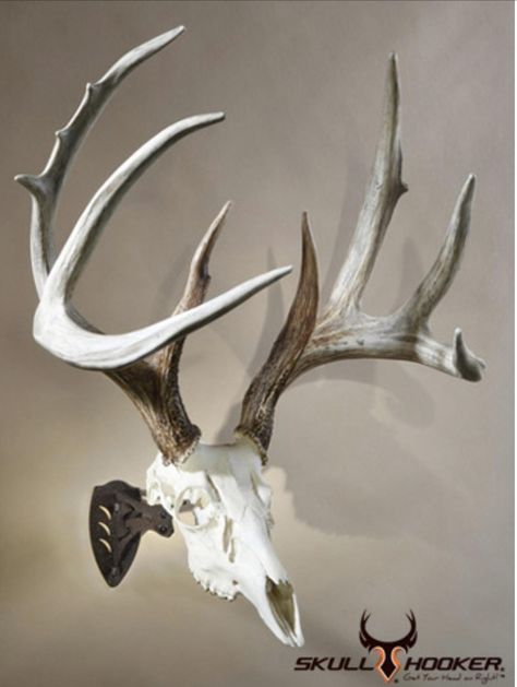 Euro Mount, Deer Skull Mount, Euro Mounts, Antler Mount, European Mount, Small Deer, Deer Mounts, Hunting Room, Taxidermy Art