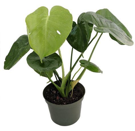 Split Leaf Philodendron 6 Pot  Monstera  Edible Fruit tastes like Pineapple *** You can get more details by clicking on the image.(It is Amazon affiliate link) #HomeOfficeDecorIdeas Split Leaf Philodendron, Rubber Tree Plant, Fruit Pineapple, Plant Icon, Kitchen Plants, Indoor Trees, Plant Delivery, Cheese Plant, Best Indoor Plants