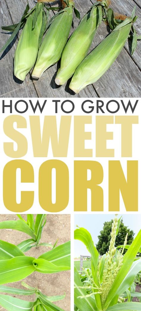 How To Plant Corn, Growing Sweet Corn, Grow Corn, Gemüseanbau In Kübeln, Compost Container, Harvest Corn, Growing Corn, Corn Seed, Corn Plant