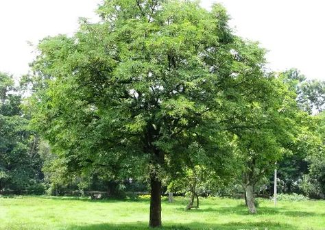 How to Grow Tamarind Tree | Growing Tamarind Tamarind Tree, Tamarind Fruit, Christmas Fairy Garden, Florida Trees, Garden Ideas To Make, Asam Jawa, Everglades Florida, Everglades National Park, Fast Growing Trees