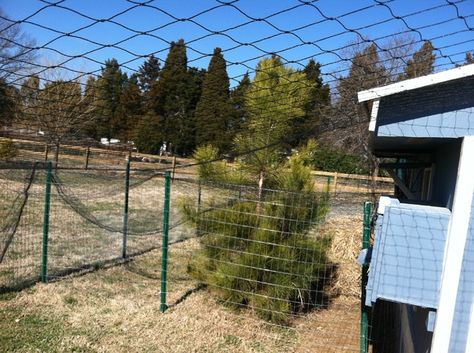 Bird Netting Over Chicken Run, Aviary Netting Chicken Run, Netting Over Chicken Run, Poultry Netting Ideas, Chicken Yard, Chicken Pen, Backyard Farm, Bird Netting, Chicken Run