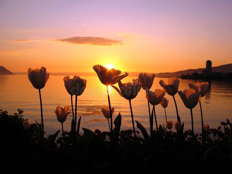 Tulips in the sunset. White tulips in the last rays of the setting sun on Geneva , #AFF, #tulips, #rays, #White, #Tulips, #sunset #ad Pictures Of Switzerland, Dawn Landscape, Montreux Switzerland, The Setting Sun, Weird News, Seaside Resort, White Tulips, 3d Background, Setting Sun