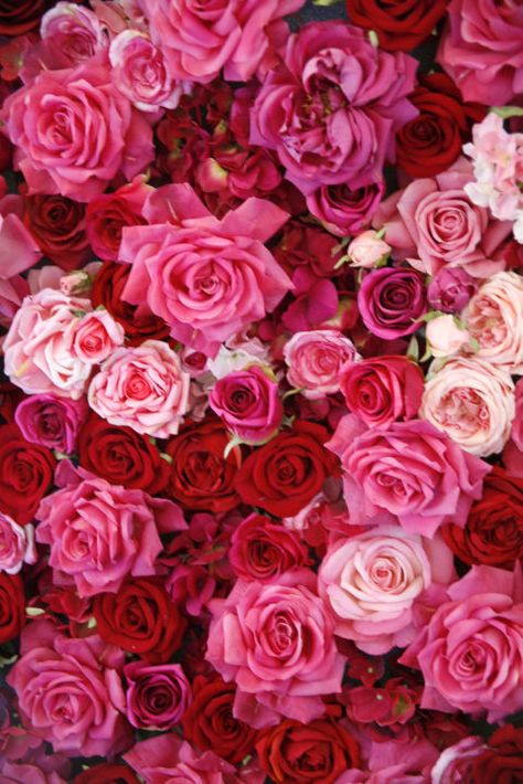 Find out all the different rose color meanings just in time for Valentine's Day. Yellow Rose Meaning, Wallpaper Mawar, Rose Color Meanings, Red Roses Wallpaper, Coral Roses, Red And Pink Roses, Iphone Backgrounds, Language Of Flowers, Beautiful Rose Flowers