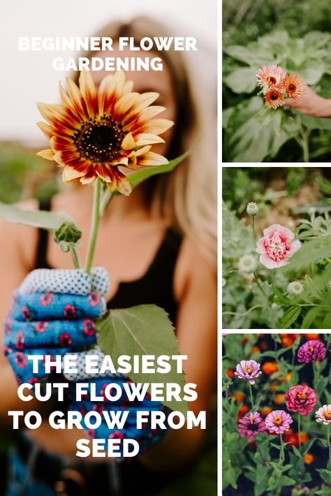 10 Of The Easiest Cut Flowers To Grow From Seed For Beginners - From Soil to Soul Cut Flowers To Grow, Easiest Flowers To Grow, Growing Marigolds, Grow From Seed, Growing Cut Flowers, Flowers To Grow, Flower Garden Plans, Cut Flower Farm, Backyard Flowers