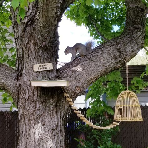 Wood Squirrel Feeder, Squirrel Playground Ideas, Squirrel Obstacle Course Diy, Squirrel House Diy, Squirrel Bench, Squirrel Playground, Diy Squirrel Feeder, Bird Feeders Diy, Squirrel Feeder Diy