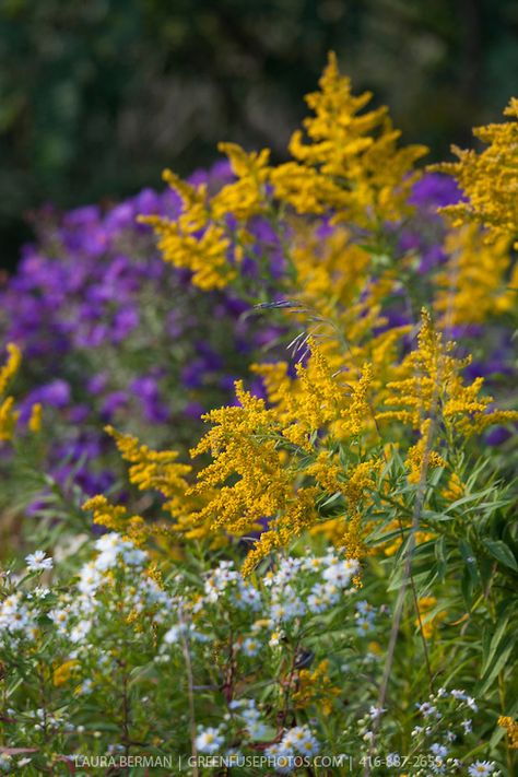 Canada goldenrod (Solidago canadensis) with asters Goldenrod Wedding, Canada Goldenrod, Solidago Canadensis, Planting Companions, Plant Arrangements, Habitat Garden, Garden Mural, Planting Design, Garden Farm