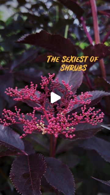 Making Cordials, Garden Pollinators, Homesteading Recipes, Elderberry Flower, Purple Foliage, Sambucus Nigra, Elderflower Cordial, Edible Gardens, Landscaping Trees