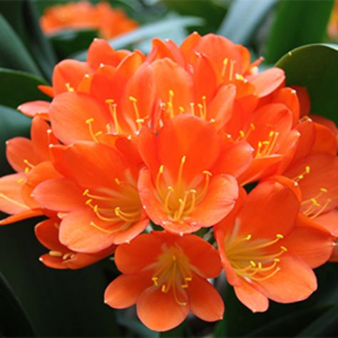 5 Perfect Plants for Full Shade Color for Zones 8-11 | Grow Beautifully Bush Lily, Clivia Miniata, Plant Palette, Shade Landscaping, Monrovia Plants, Windowsill Garden, Orange Plant, Plant Zones, Plant Catalogs