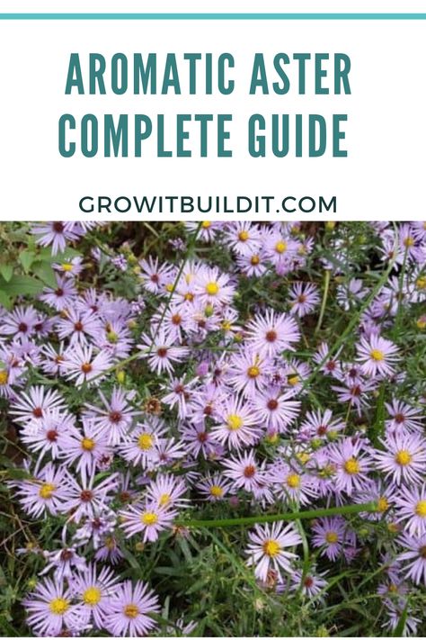 Micro Prairie, Aromatic Aster, New England Aster, Pollinator Garden Design, Garden Well, Beginner Gardening, Native Plant Gardening, Late Bloomer, Perennial Flowers