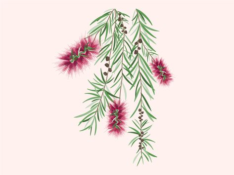 Drawing Bottle, Bottlebrush Trees, Tree Sketches, Brush Trees, Line Sketch, Native Garden, Tree Illustration, Bottle Brush Trees, Watercolour Art