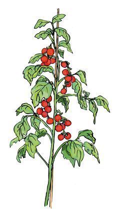 Tomato Plants Drawing, Tomato Vine Drawing, Berry Bush Drawing, Tomato Plant Illustration, Tomato Plant Drawing, Tomato Plant Tattoo, Laika Tattoo, Hobbit Drawing, Vegetable Signs