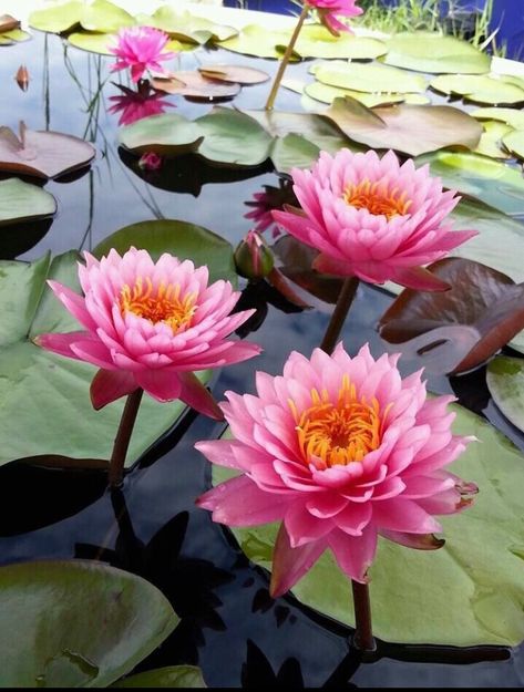 Water Lotus Flower, Lotus In Water, Lotus Flower Real, Ayurveda Massage, Nymphaea Lotus, Lotus Lake, Om Aum, Lotus Flower In Pond, Lotus Flower Pictures