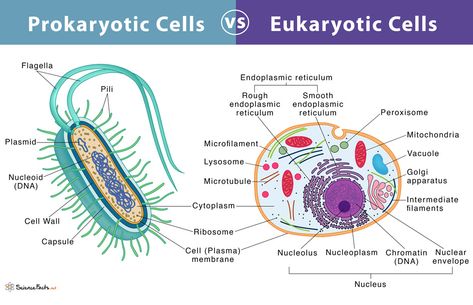 Eukaryotes And Prokaryotes, Prokaryotic Vs Eukaryotic Cells, Prokaryotes And Eukaryotes, Prokaryotes Vs Eukaryotes, Prokaryotic And Eukaryotic Cells, Cell Project, Nuclear Membrane, Cell Diagram, Prokaryotic Cell