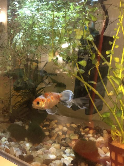 Aquarium Aesthetic Home, Pet Fish Aesthetic, Aesthetic Aquarium, Medium Aesthetic, Aquarium Aesthetic, Fish Tank Themes, Beatnik Style, Goldfish Tank, Pretty Fish