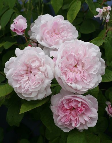 Cabbage Rose 'Fantin Latour' (Rosa centifolia) Fantin Latour Rose, Fantin Latour, English Garden Design, Heritage Rose, Centifolia Rose, Heirloom Roses, David Austin Roses, Beautiful Flowers Garden, Love Garden